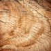 Текстура срез дерева 19 скачать бесплатно - изображение