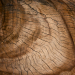 Descarga gratuita de textura corte de árboles 21 - imagen