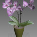 modello 3D Orchidea modello 3D - anteprima