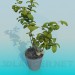 3D modeli Kapalı bitki meyve - önizleme