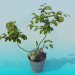 3d model Fruiting indoor plant - preview
