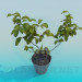 modèle 3D La fructification des plantes d’intérieur - preview