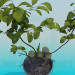 3d model Fruiting indoor plant - preview