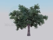 Oak-tree