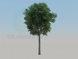 Árbol Ficus