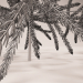 Árbol de navidad, abeto, abeto, árbol de navidad, conífera 3D modelo Compro - render