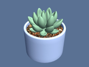 Succulent in a pot.