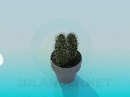 3d model Cactus - preview 3d model Cactus - preview
