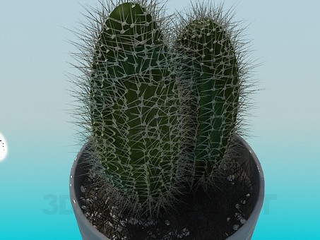 3d model Cactus - preview 3d model Cactus - preview
