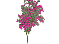 Бугенвиллия зрелищная розовая