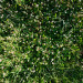 Texture herbe avec petite fleurs Téléchargement gratuit - image
