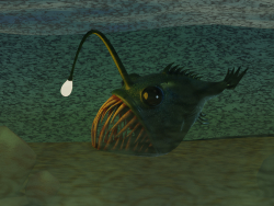 Рыба удильщик Angler fish