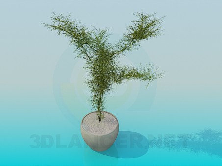 3d модель Кімнатна рослина – превью