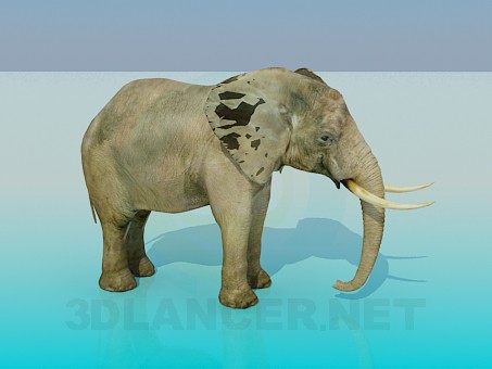 3d model Elephant - preview 3d model Elephant - preview