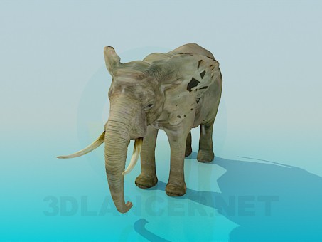 3d model Elephant - preview 3d model Elephant - preview