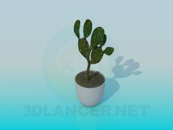 Kaktus