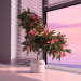 3d Oleander blooming model buy - render