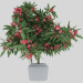 3d Oleander blooming model buy - render