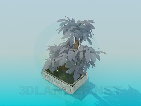 3 डी मॉडल मिनी पेड़ - पूर्वावलोकन