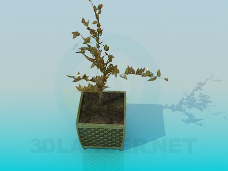 3d model The plant in a pot - preview 3d model The plant in a pot - preview