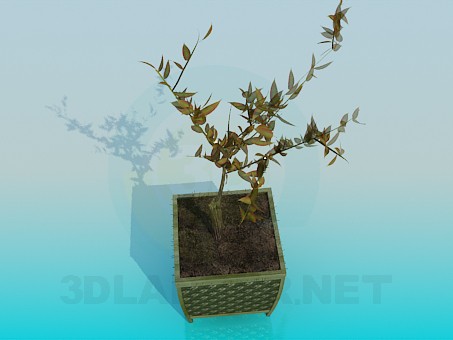 3d model The plant in a pot - preview 3d model The plant in a pot - preview