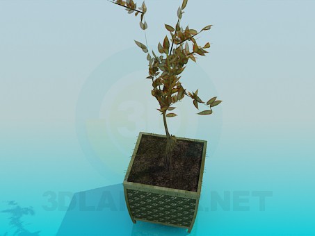 3d model The plant in a pot - preview 3d model The plant in a pot - preview