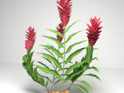 Planta de jengibre rojo