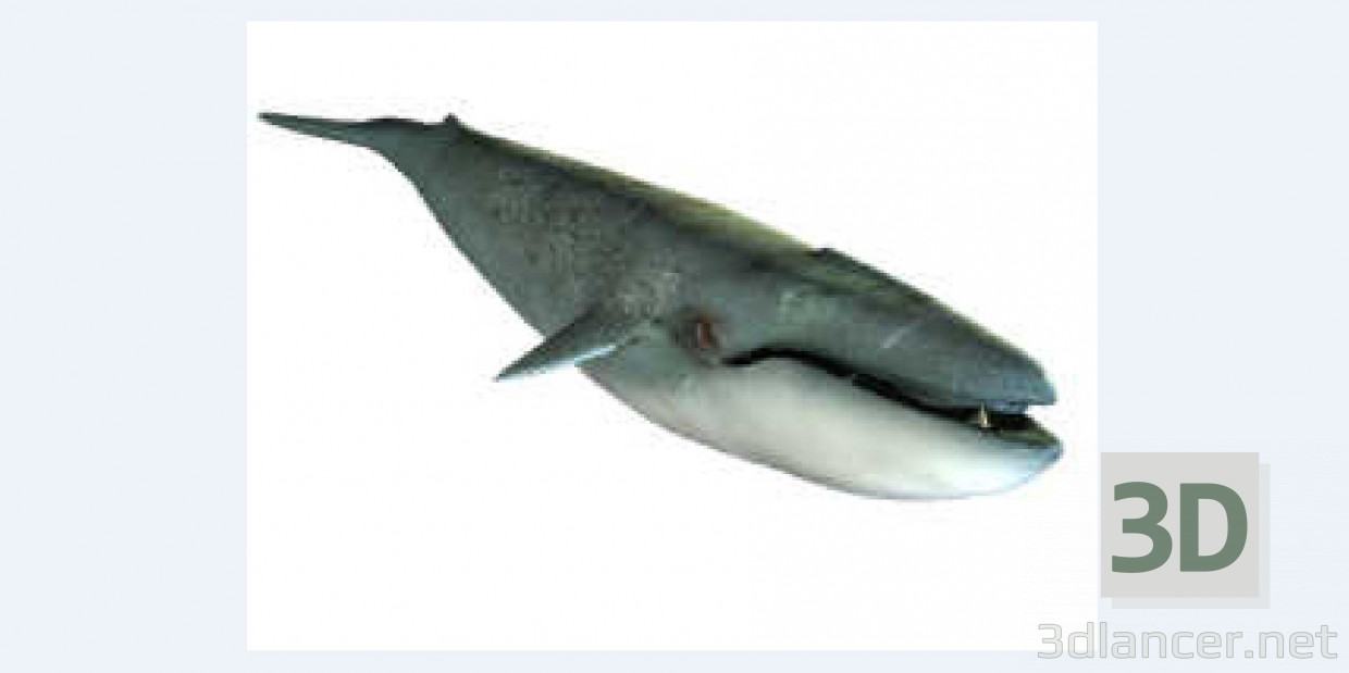3D modeli Büyük balina - önizleme