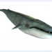3d модель Голубой кит – превью