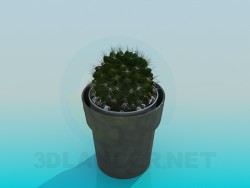 Kaktus in einen Topf