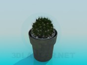Cactus en una olla