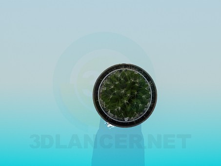 3d model Cactus in a pot - preview 3d model Cactus in a pot - preview