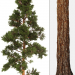 3d Pine_Pine model buy - render