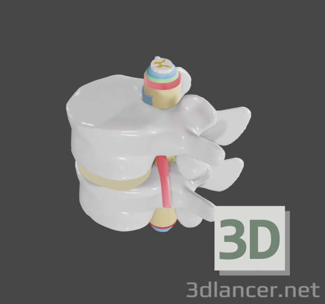 3d Lumbar spine model buy - render