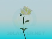 सफेद गुलाब