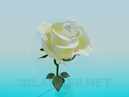 3d model White Rose - preview 3d model White Rose - preview