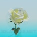 3D Modell Weiße Rose - Vorschau