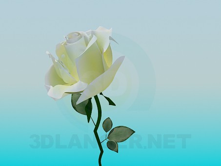 3d model White Rose - preview 3d model White Rose - preview