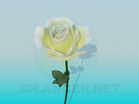 3d model White Rose - preview 3d model White Rose - preview