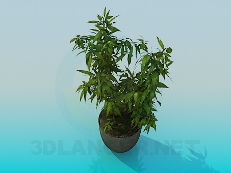 3d model Lush pot - preview