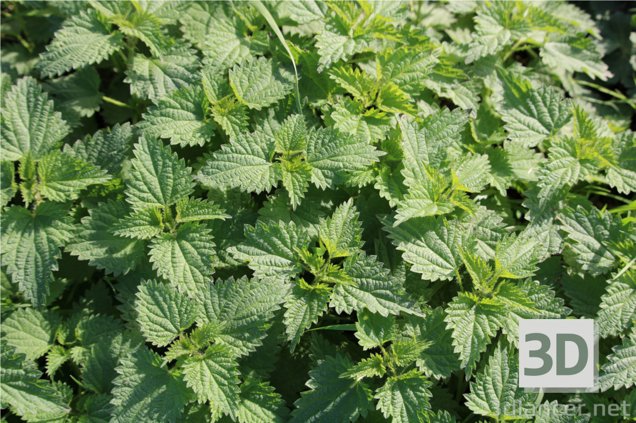 Nettle plant buy texture for 3d max
