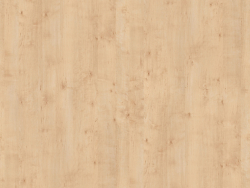 Abedul de textura de madera.