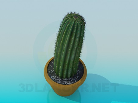 3d модель Кактус – превью 3d модель Кактус – превью