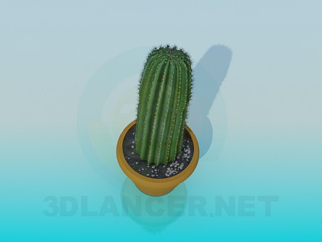 3d модель Кактус – превью 3d модель Кактус – превью