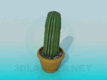 3d модель Кактус – превью 3d модель Кактус – превью