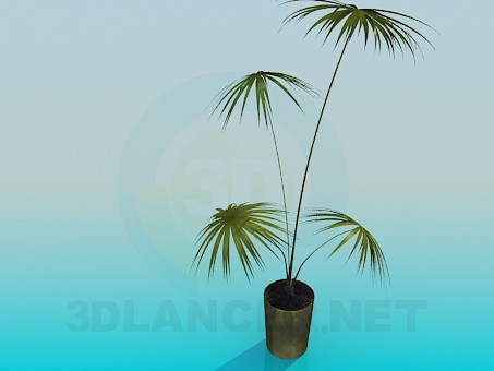 3d model Palm in a pot - preview 3d model Palm in a pot - preview
