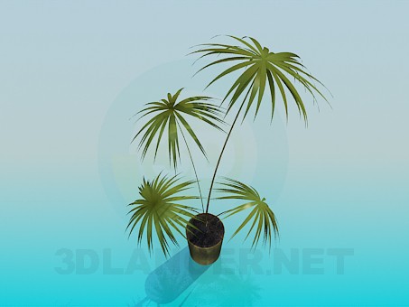 3d model Palm in a pot - preview 3d model Palm in a pot - preview