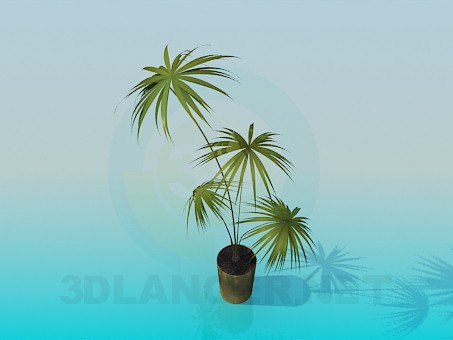 3d model Palm in a pot - preview 3d model Palm in a pot - preview