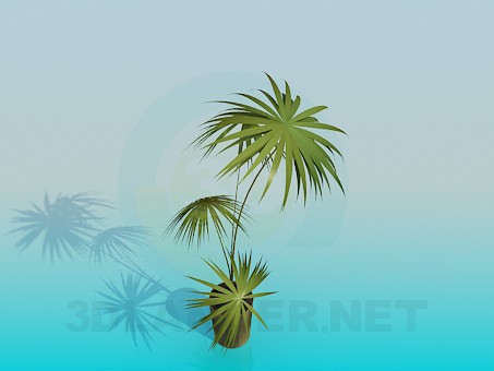 3d model Palm in a pot - preview 3d model Palm in a pot - preview