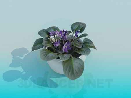 3d model Violets - preview 3d model Violets - preview